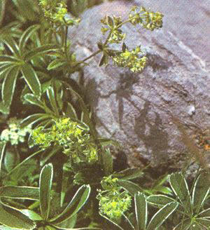 Alquémilas (Alchemilla splendens)