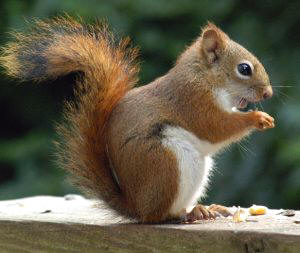 Ardilla roja americana