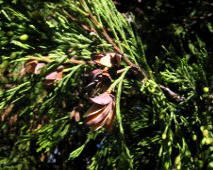 abeto del Colorado (Abies concolor)