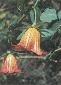 Bicácaro (Canarina canariensis)