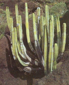 Cardones de Güimar - Tenerife (Euphorbia canariensis)