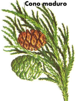 conífera