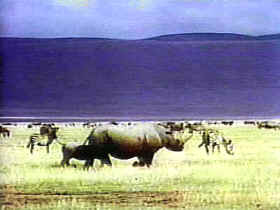 extinción de especies o poblaciones