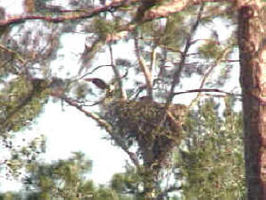 biodiversidad, animales y vegetales