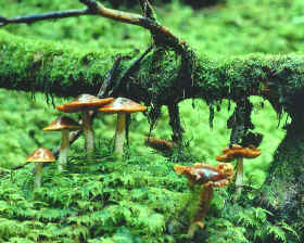 biodiversidad, animales y vegetales