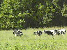 sobreexplotación e introducción de animales domésticos 