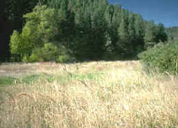 agricultura primitiva, bosque aclarado