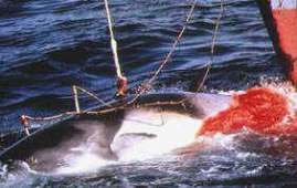 caza libre de ballenas 