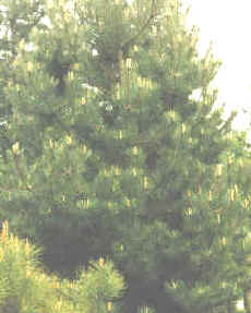 bosques de coníferas