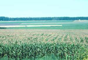 plantación: control de las plagas, pestes y enfermedades