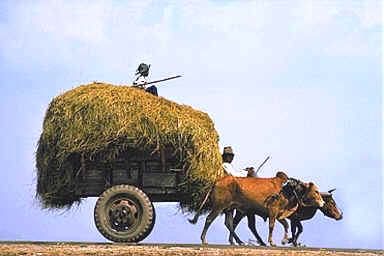 fuerza de tracción animal