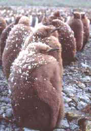 especies endémicas, pingüinos