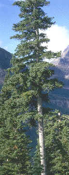 turno de tala de una conífera 