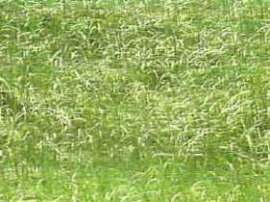 hierba, recurso natural