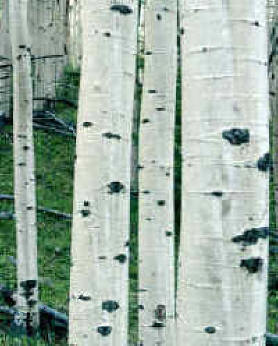 bosques destinados a la producción intensiva de madera