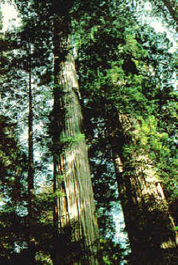 masas forestales sostenibles