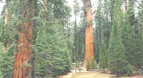Secoya gigante del Parque Nacional de las Secoyas