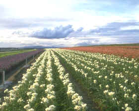 economía de conservación, plantación