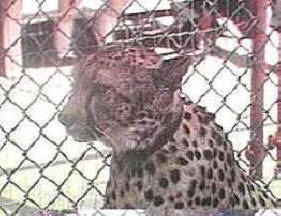 comercio de animales 