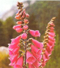 Digital o dedalera (Digitalis lutea)