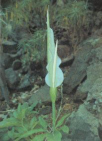 Taracontilla (Dracunculus canariensis)