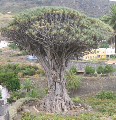 drago milenario (Dracaena draco) situado en la localidad de Icod de los Vinos (Tenerife)