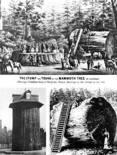 secoyas del bosque de Converse Basin 