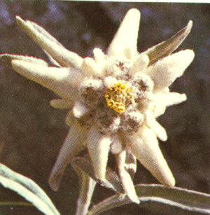 Flor de nieve (Leontopodium alpinum)