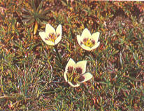 Gentiana primulifolia