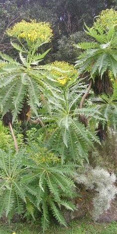Jardín canario Viera y Clavijo. Sonchus palmensis