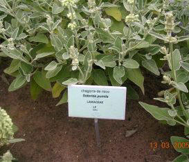 Jardín canario Viera y Clavijo. Chagorra de Risco (Sideritis pumila)