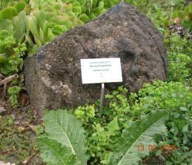 Jardín canario Viera y Clavijo. Bejeque tabaquero (Aeonium palmense)