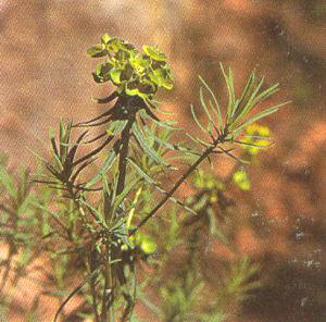 Lechetrezna (Euphorbia cyparissias)