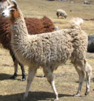 Llama 