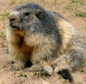 Marmota, mamífero del Parque de Ordesa 