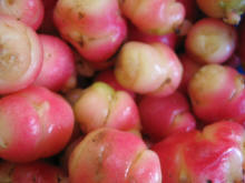 Oca (Oxalis tuberosa)