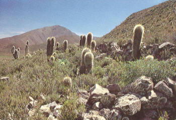 Puna de Oreocereus celsianus