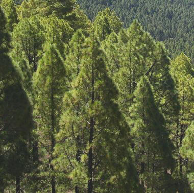 Pino canario (Pinus canariensis)