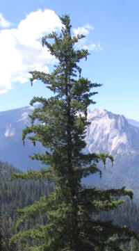 Pino gigante (Pinus lambertiana)