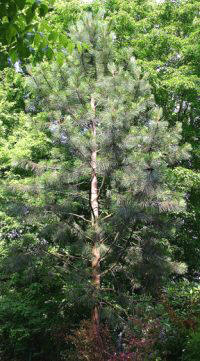 Pino de Monterrey (Pinus radiata)