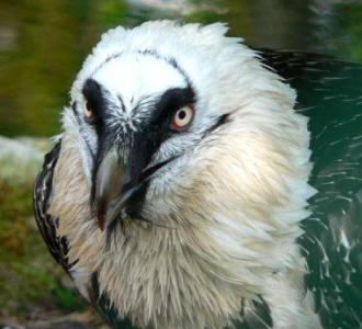 Quebrantahuesos (Gypaetus barbatus)