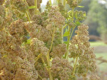 Quinoa (Chenopodium quinoa)