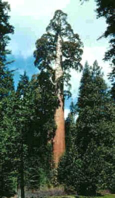 Secoya General Grant