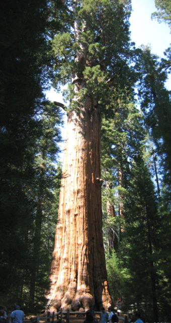 Secoya General Sherman