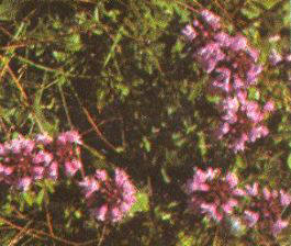 Serpol (Thymus serpilium)