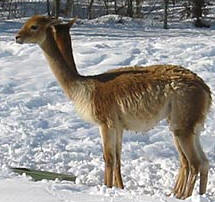 Vicuña 