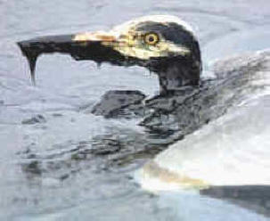 vertido de hidrocarburos 