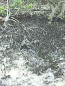 Hidrocarburo en pantanos