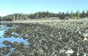 hidrocarburo alcanzando costas o playas de cantos, guijarros o cascajos