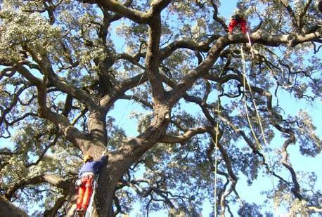 Curiosidades lingüísticas: ¿De dónde viene la expresión "a troche y moche"?